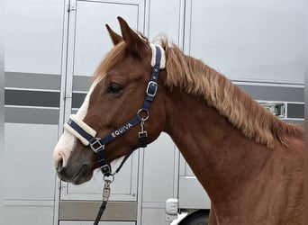 Österreichisches Warmblut, Wallach, 3 Jahre, 168 cm, Fuchs