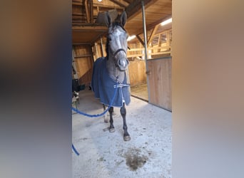 Österreichisches Warmblut, Wallach, 3 Jahre, 170 cm, Apfelschimmel