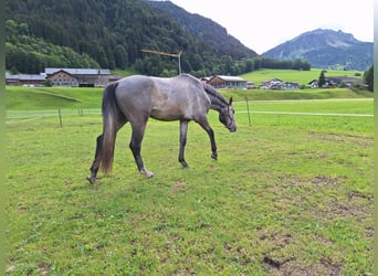Österreichisches Warmblut, Wallach, 3 Jahre, 170 cm, Apfelschimmel