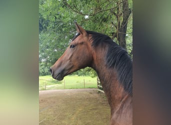 Österreichisches Warmblut, Wallach, 3 Jahre, 170 cm, Brauner