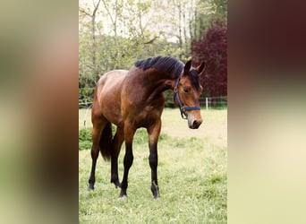Österreichisches Warmblut, Wallach, 3 Jahre, 170 cm, Brauner