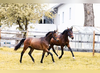 Österreichisches Warmblut, Wallach, 3 Jahre, 170 cm, Brauner