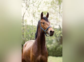 Österreichisches Warmblut, Wallach, 3 Jahre, 170 cm, Brauner