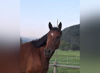 Österreichisches Warmblut, Wallach, 3 Jahre, 170 cm, Brauner