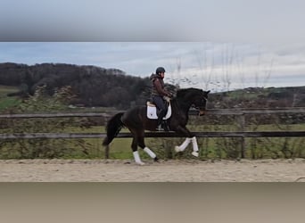 Österreichisches Warmblut, Wallach, 3 Jahre, 170 cm, Schwarzbrauner