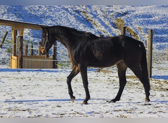 Österreichisches Warmblut, Wallach, 3 Jahre, 171 cm, Dunkelbrauner