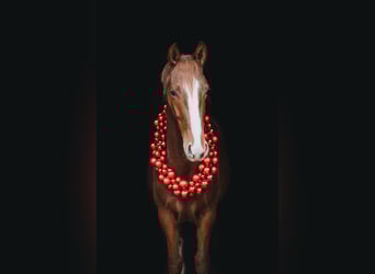 Österreichisches Warmblut, Wallach, 3 Jahre, 173 cm, Fuchs