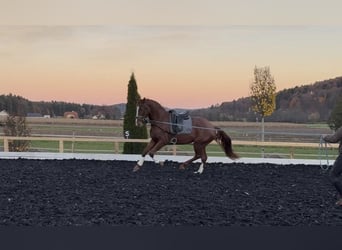 Österreichisches Warmblut, Wallach, 3 Jahre, 173 cm, Fuchs