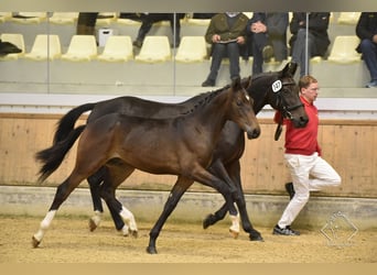 Österreichisches Warmblut, Wallach, 3 Jahre, Brauner