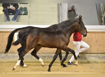 Österreichisches Warmblut, Wallach, 3 Jahre, Brauner