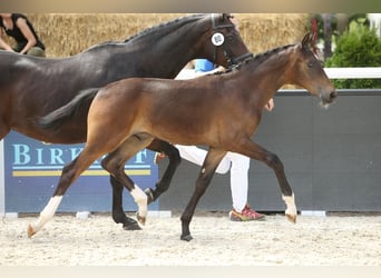 Österreichisches Warmblut, Wallach, 3 Jahre, Brauner