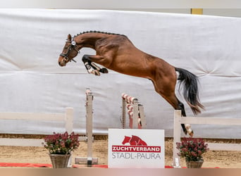 Österreichisches Warmblut, Wallach, 3 Jahre, Brauner