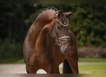 Österreichisches Warmblut, Wallach, 3 Jahre, Dunkelbrauner