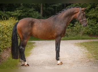 Österreichisches Warmblut, Wallach, 3 Jahre, Dunkelbrauner