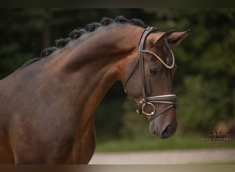 Österreichisches Warmblut, Wallach, 3 Jahre, Dunkelbrauner