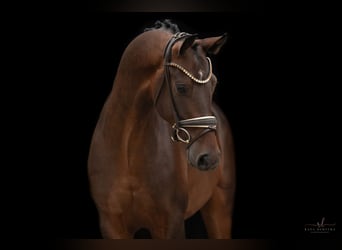 Österreichisches Warmblut, Wallach, 3 Jahre, Dunkelbrauner