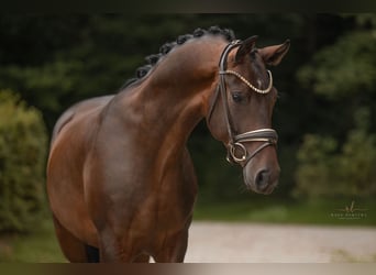 Österreichisches Warmblut, Wallach, 3 Jahre, Dunkelbrauner