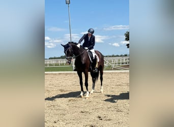 Österreichisches Warmblut, Wallach, 3 Jahre, Rappe