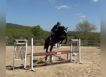 Österreichisches Warmblut, Wallach, 3 Jahre, Rappe
