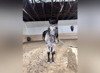 Österreichisches Warmblut, Wallach, 4 Jahre, 120 cm, Tigerschecke