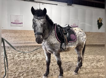 Österreichisches Warmblut, Wallach, 4 Jahre, 120 cm, Tigerschecke