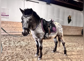 Österreichisches Warmblut, Wallach, 4 Jahre, 120 cm, Tigerschecke