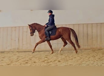 Österreichisches Warmblut, Wallach, 4 Jahre, 158 cm, Fuchs