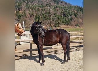Österreichisches Warmblut, Wallach, 4 Jahre, 158 cm, Rappe