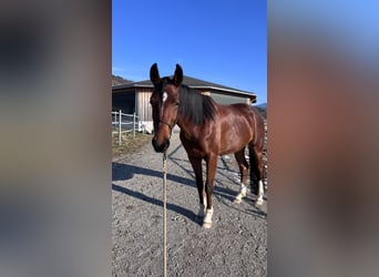 Österreichisches Warmblut, Wallach, 4 Jahre, 160 cm, Brauner