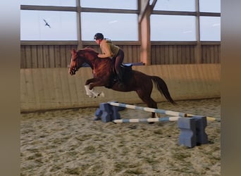 Österreichisches Warmblut, Wallach, 4 Jahre, 160 cm, Fuchs