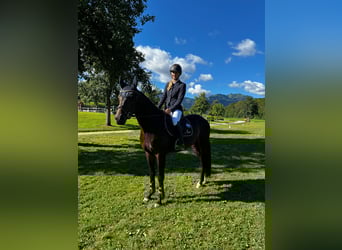 Österreichisches Warmblut, Wallach, 4 Jahre, 162 cm, Brauner