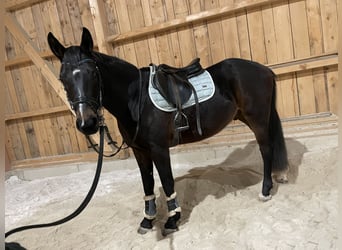 Österreichisches Warmblut, Wallach, 4 Jahre, 162 cm, Brauner