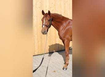 Österreichisches Warmblut, Wallach, 4 Jahre, 162 cm, Fuchs