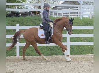 Österreichisches Warmblut, Wallach, 4 Jahre, 163 cm, Fuchs