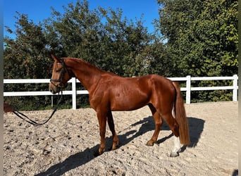 Österreichisches Warmblut, Wallach, 4 Jahre, 165 cm, Fuchs