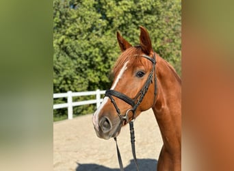 Österreichisches Warmblut, Wallach, 4 Jahre, 165 cm, Fuchs