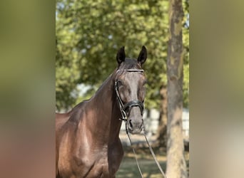 Österreichisches Warmblut, Wallach, 4 Jahre, 165 cm, Rappe