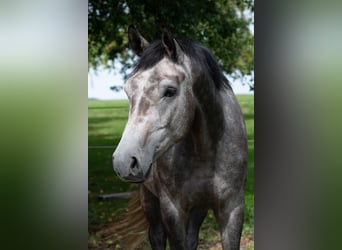 Österreichisches Warmblut, Wallach, 4 Jahre, 165 cm, Schimmel
