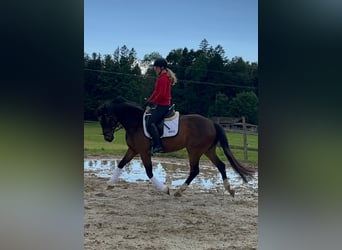 Österreichisches Warmblut, Wallach, 4 Jahre, 166 cm, Brauner