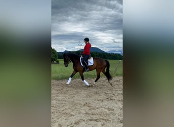Österreichisches Warmblut, Wallach, 4 Jahre, 166 cm, Brauner