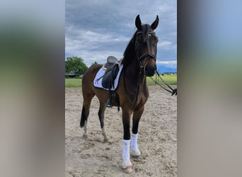 Österreichisches Warmblut, Wallach, 4 Jahre, 166 cm, Brauner