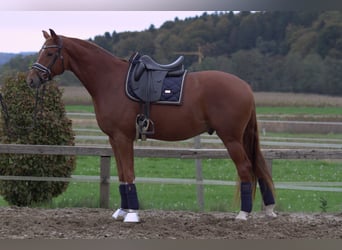 Österreichisches Warmblut, Wallach, 4 Jahre, 166 cm, Fuchs