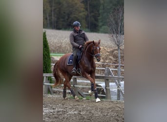 Österreichisches Warmblut, Wallach, 4 Jahre, 166 cm, Fuchs