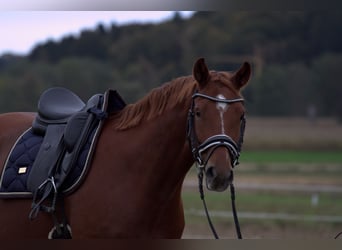 Österreichisches Warmblut, Wallach, 4 Jahre, 166 cm, Fuchs