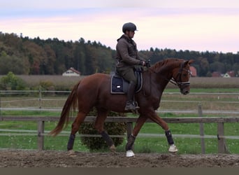 Österreichisches Warmblut, Wallach, 4 Jahre, 166 cm, Fuchs