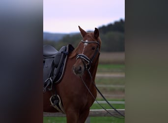 Österreichisches Warmblut, Wallach, 4 Jahre, 166 cm, Fuchs