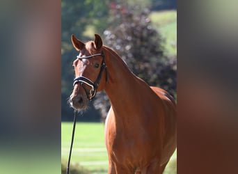 Österreichisches Warmblut, Wallach, 4 Jahre, 166 cm, Fuchs