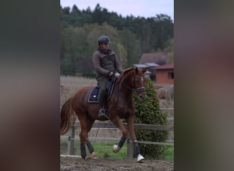 Österreichisches Warmblut, Wallach, 4 Jahre, 166 cm, Fuchs