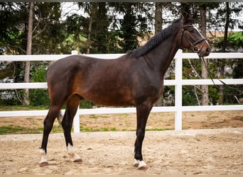 Österreichisches Warmblut, Wallach, 4 Jahre, 167 cm, Brauner