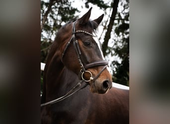 Österreichisches Warmblut, Wallach, 4 Jahre, 167 cm, Brauner